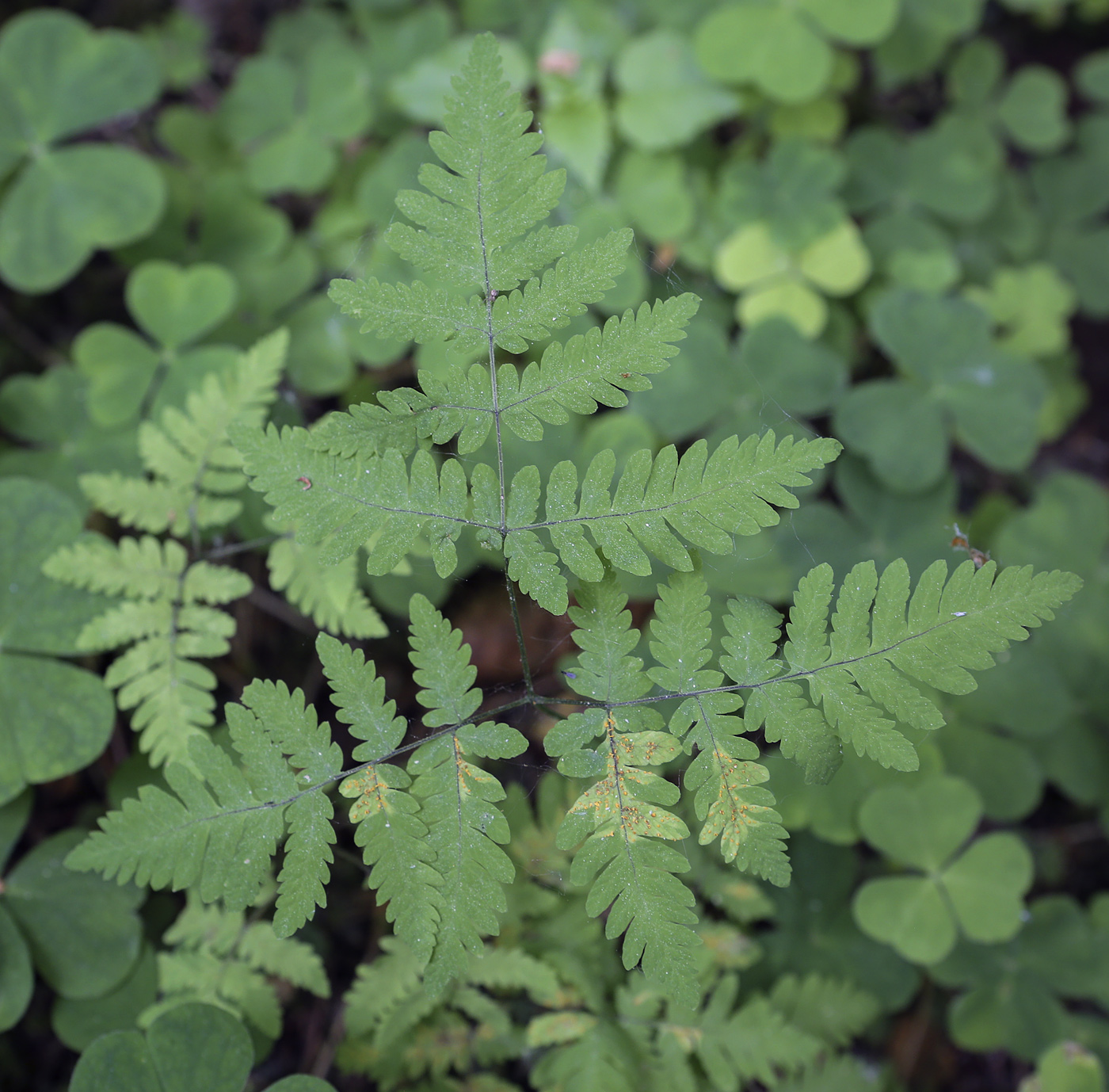 Изображение особи Gymnocarpium dryopteris.