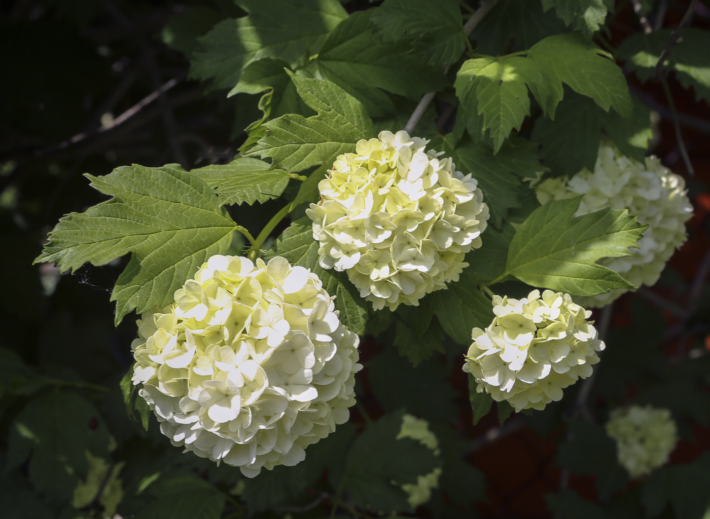 Изображение особи Viburnum opulus f. roseum.