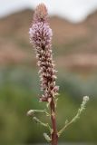 Myricaria bracteata