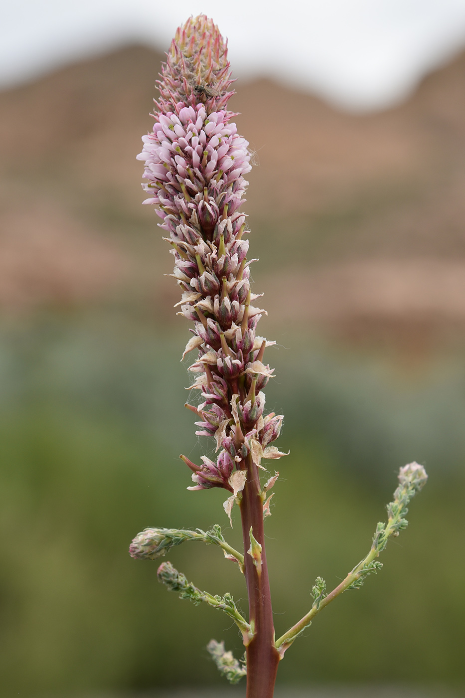 Изображение особи Myricaria bracteata.