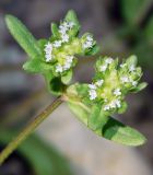 Valerianella turgida