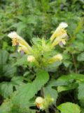 Galeopsis speciosa. Верхушка цветущего растения. Беларусь, Гродненская обл., Новогрудский р-н, окр. дер. Негримово р. Негримовка, разреженный черноольшаник крапивный. 05.09.2021.