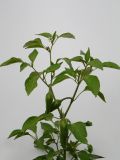 Capsicum annuum