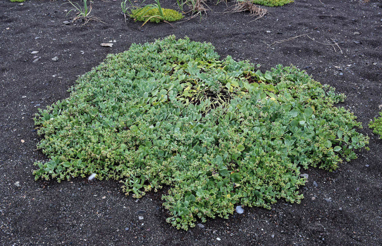 Изображение особи Mertensia maritima.