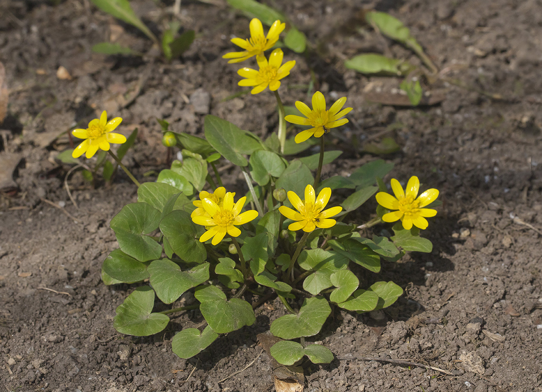 Image of Ficaria verna specimen.