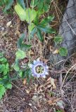 Passiflora caerulea. Цветок, бутоны и листья. Болгария, Бургасская обл., село Оризаре, в культуре. 14.09.2021.