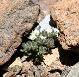 Arenaria saponarioides