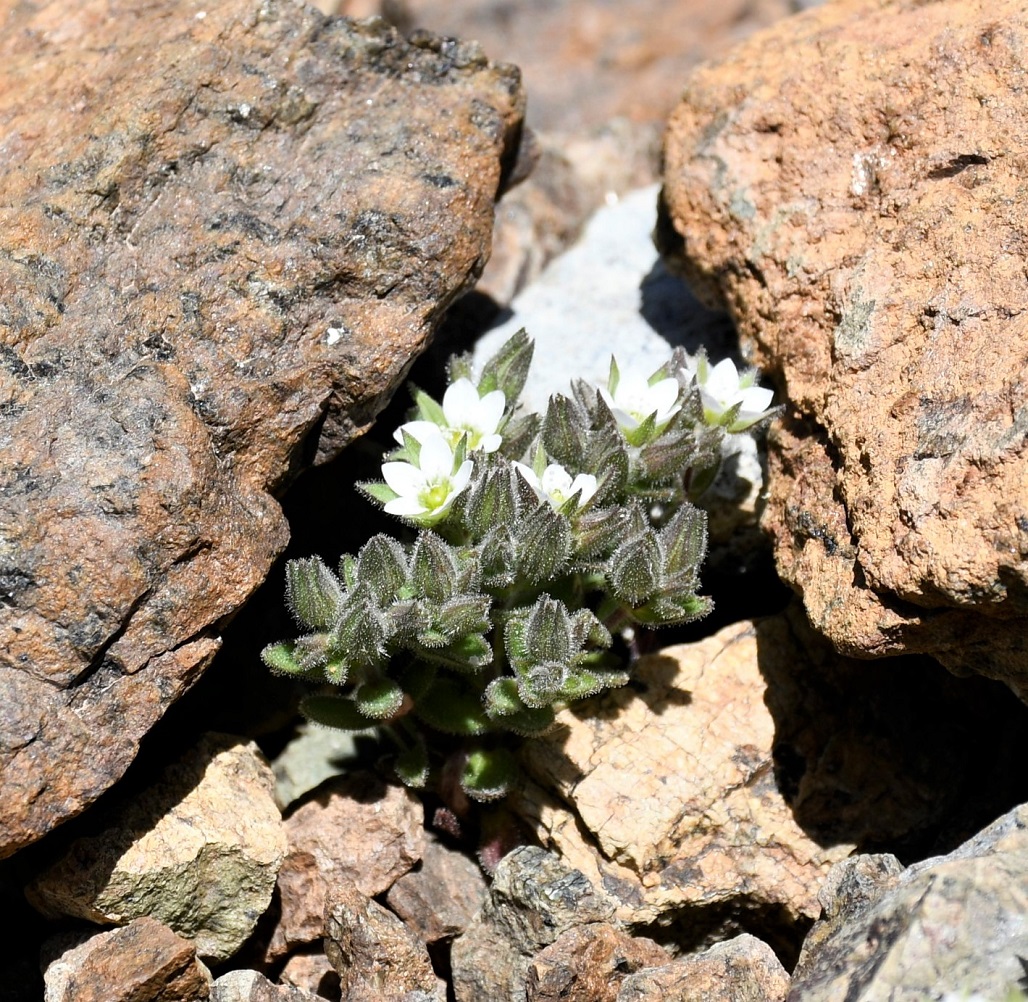 Изображение особи Arenaria saponarioides.