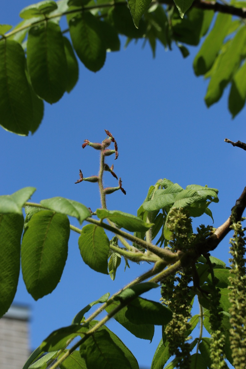Изображение особи Juglans mandshurica.