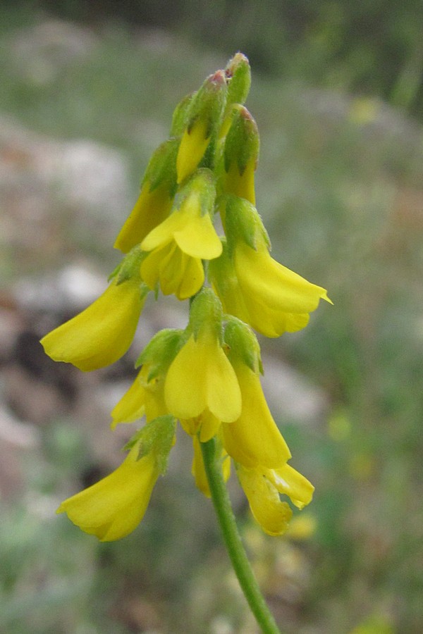 Image of Melilotus neapolitanus specimen.