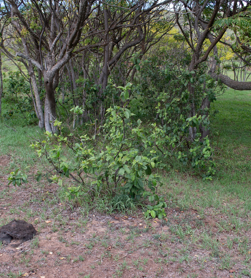 Image of Psidium guajava specimen.