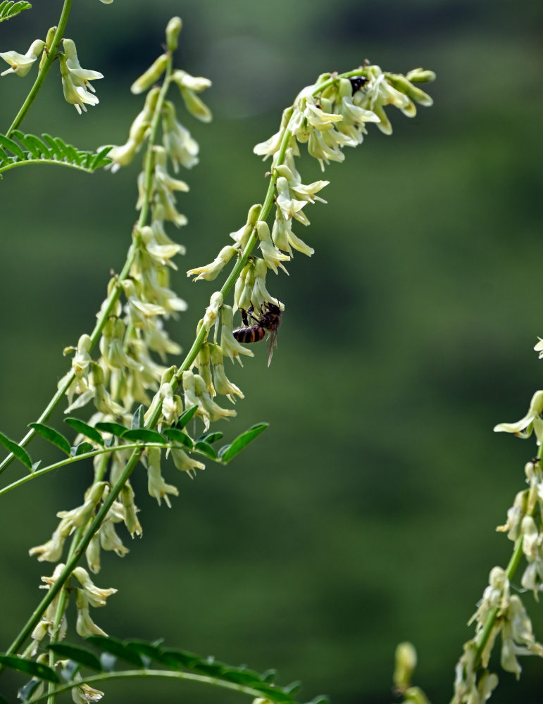 Изображение особи Astragalus galegiformis.