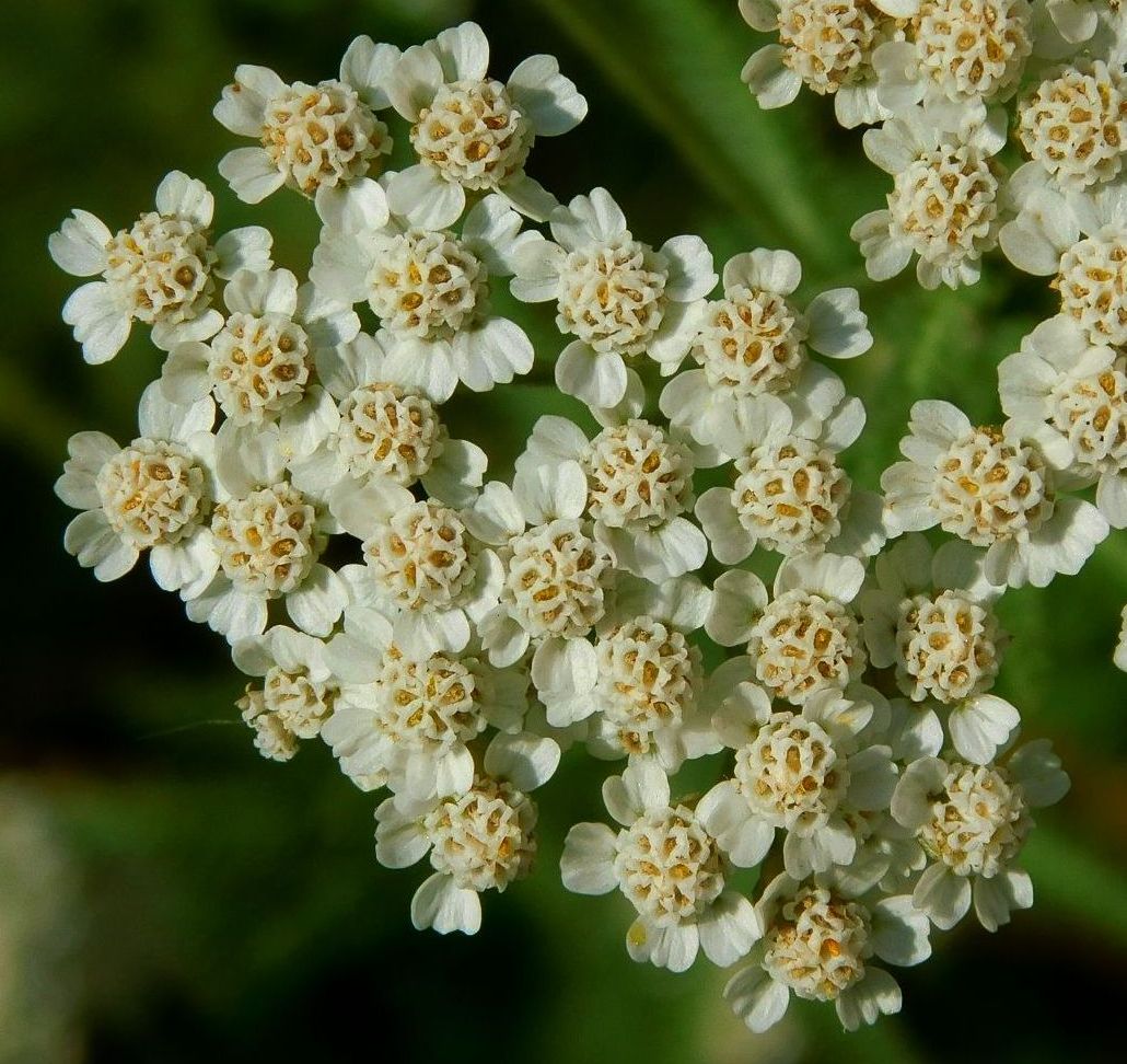 Изображение особи Achillea inundata.