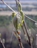 Sorbus aucuparia. Верхушка побега с развивающимися листьями. Пермский край, Кунгурский р-н, окр. дер. Дейково, окр. ур. Греховская гора, крутой склон. 29.04.2023.