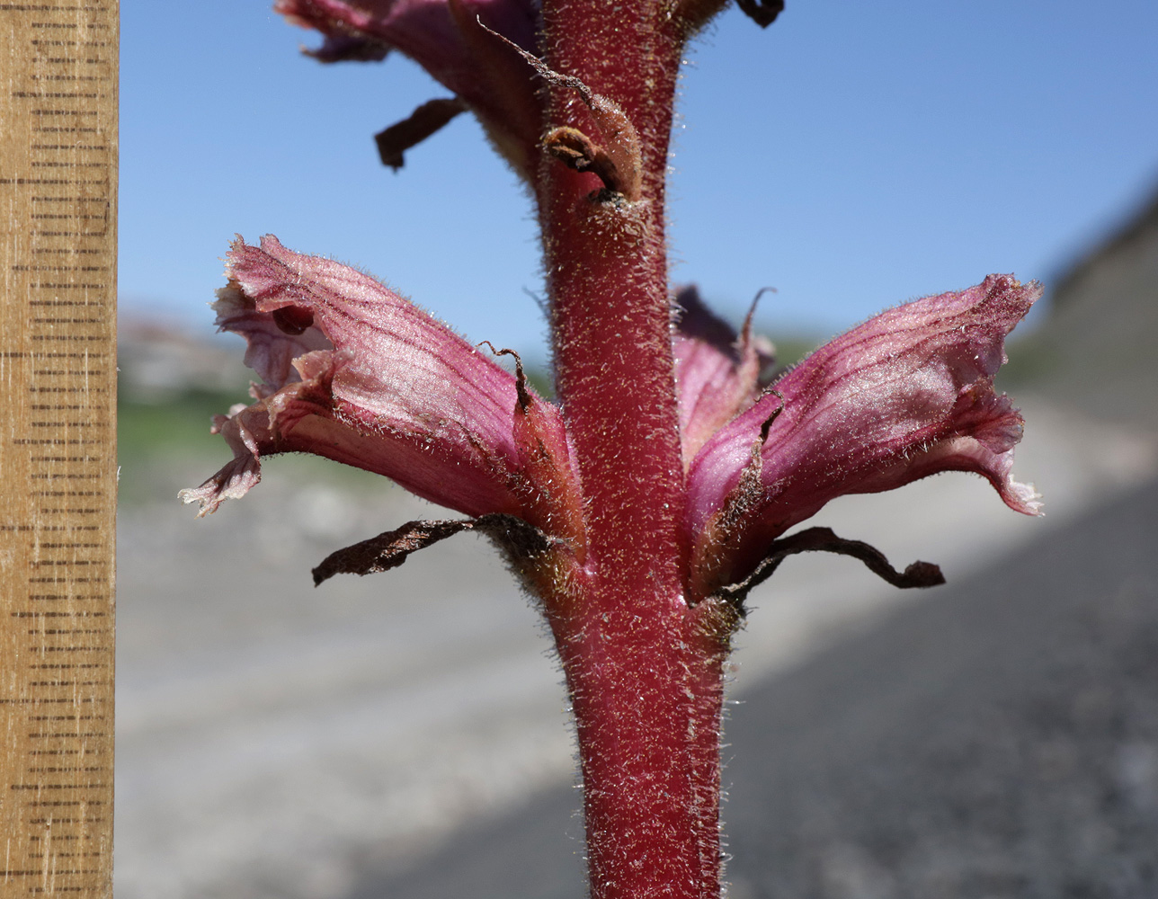 Изображение особи Orobanche owerinii.