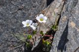 Saxifraga sibirica. Верхушка цветущего растения. Алтай, Северо-Чуйский хр., окр. ледника Малый Актру, ≈ 2300 м н.у.м., каменистый склон. 04.07.2021.