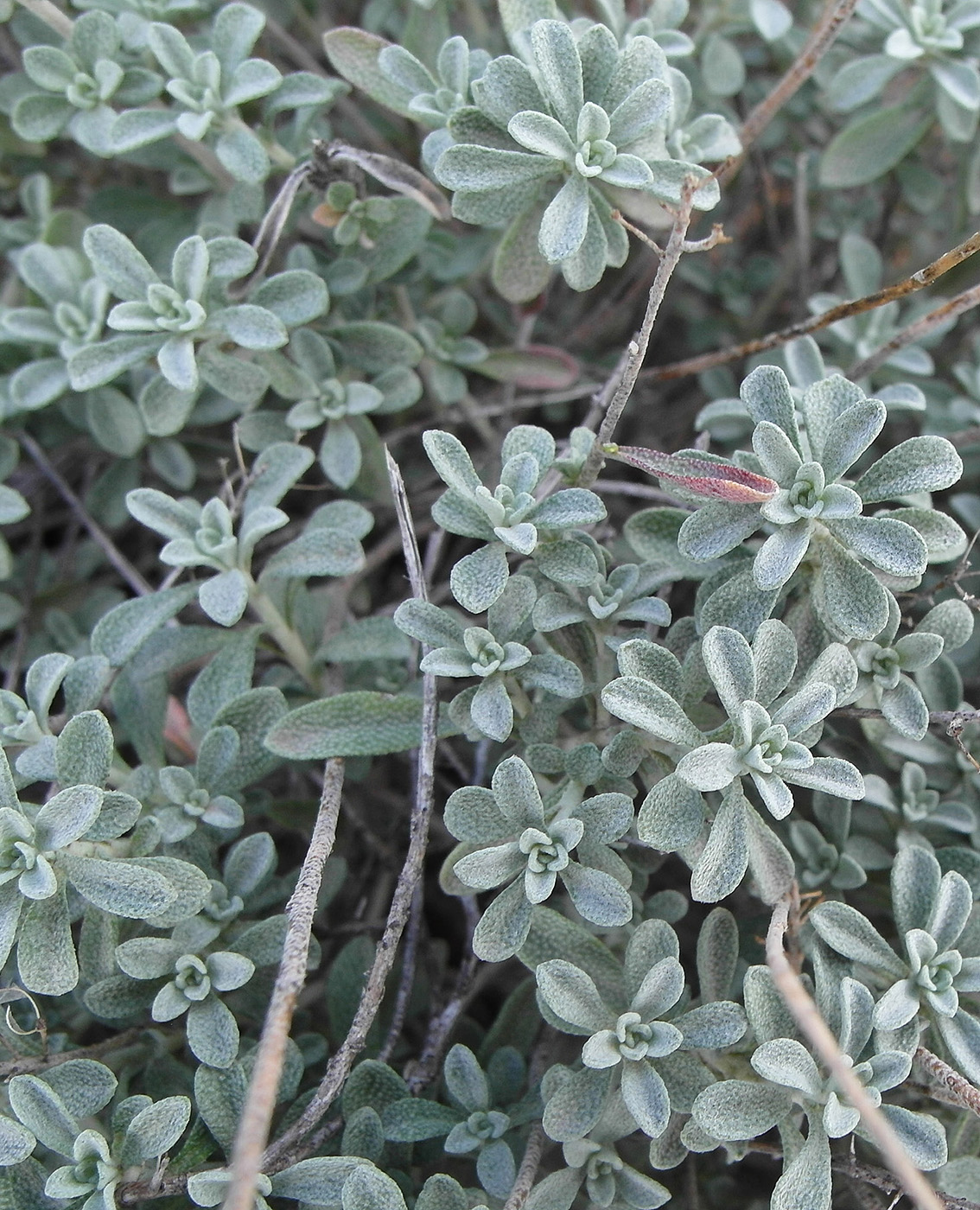 Image of Odontarrhena obovata specimen.