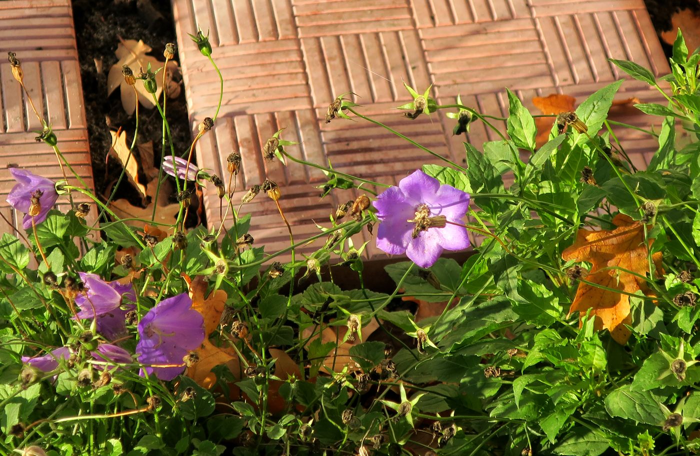 Image of Campanula carpatica specimen.