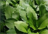 Hosta albomarginata