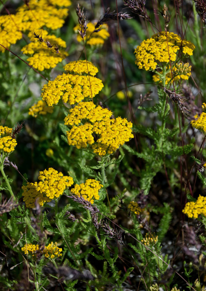 Image of Achillea arabica specimen.