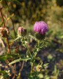 Cirsium ciliatum. Верхушка цветущего растения. Чечня, Шаройский р-н, правый берег р. Шароаргун в 1 км ниже с. Химой. 11 августа 2023 г.