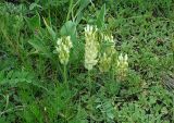 Astragalus follicularis. Цветущее растение в мелкотравной степи. Алтай, Онгудайский р-н, долина реки Урсул. 21.06.2007.