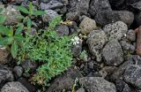 Stellaria crassipes. Цветущее растение в сообществе с Chamaenerion latifolium. Красноярский край, Таймырский Долгано-Ненецкий р-н, плато Путорана, водопад Брат, каменистый склон. 24.07.2023.