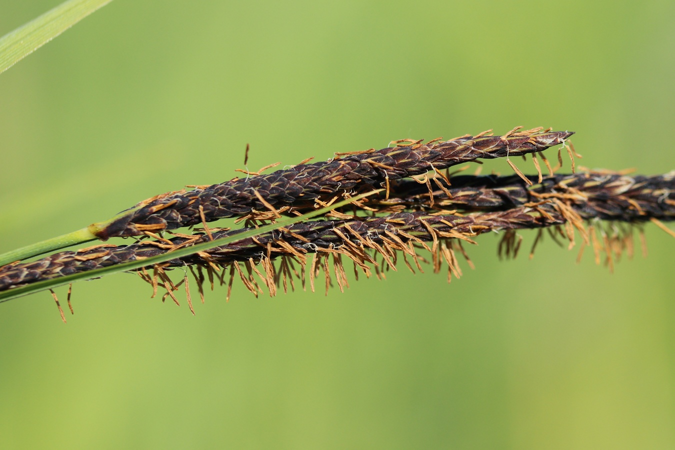 Изображение особи род Carex.