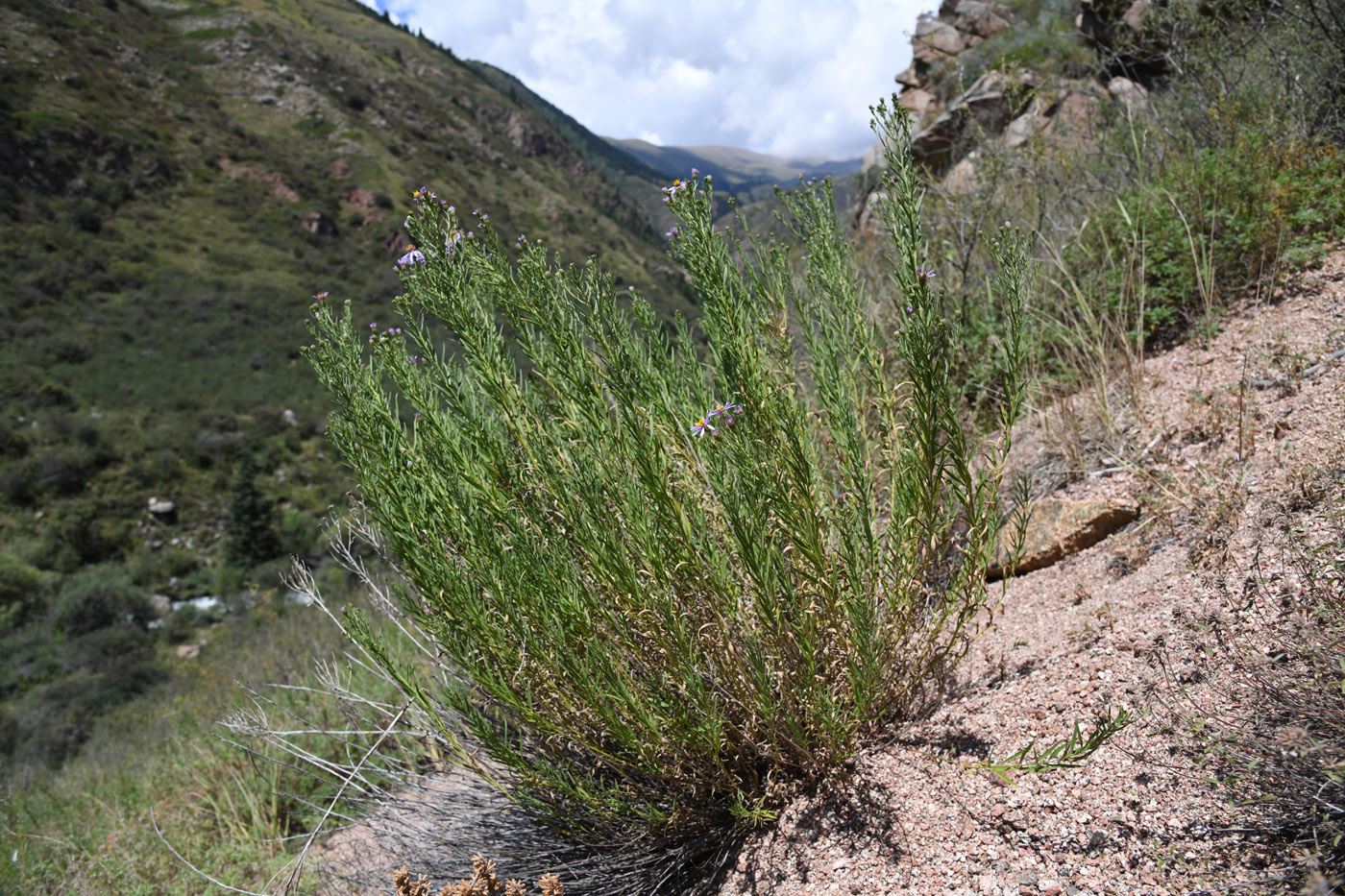 Image of Galatella coriacea specimen.