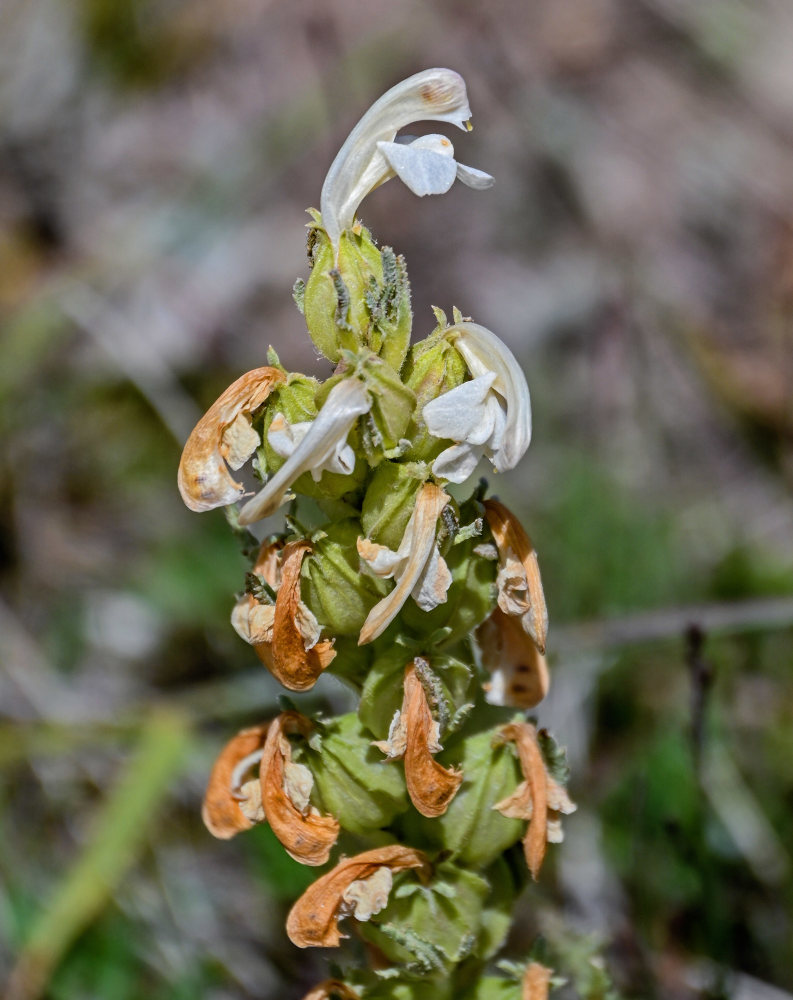 Изображение особи Pedicularis dubia.