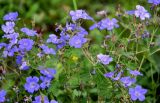 Geranium ferganense