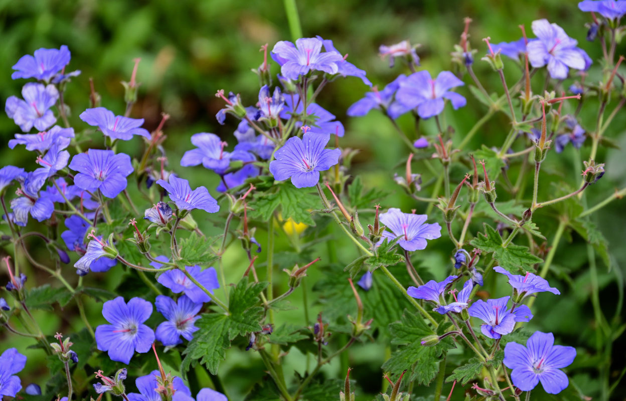 Изображение особи Geranium ferganense.