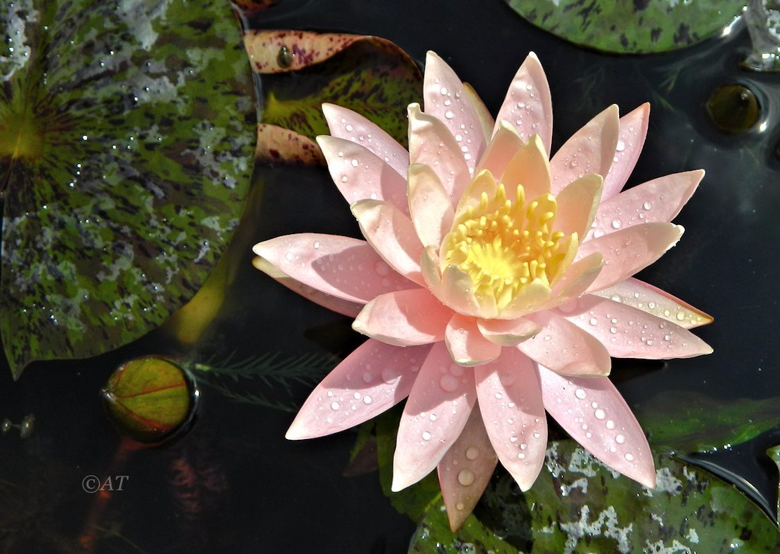 Image of genus Nymphaea specimen.