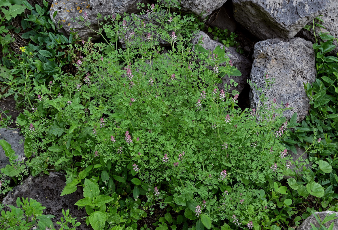 Image of Fumaria officinalis specimen.