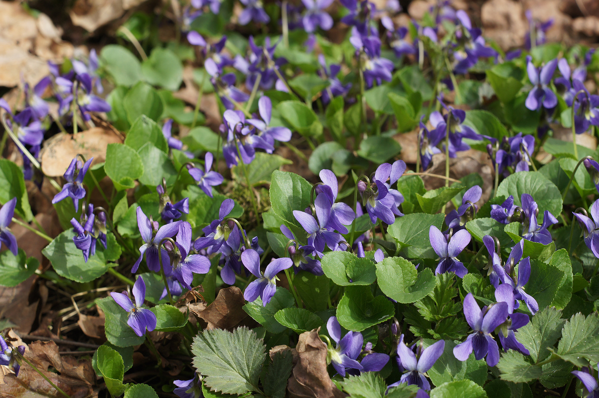 Image of genus Viola specimen.