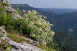 Galium valantioides. Цветущее растение. Адыгея, Кавказский биосферный заповедник, хр. Каменное Море, ≈ 2000 м н.у.м., в расщелине скалы. 28.07.2018.