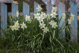 Narcissus × incomparabilis. Цветущее растение. Пермский край, Краснокамский р-н, окр. пос. Оверята, СНТ. 21.05.2024.