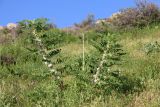 Astragalus sieversianus