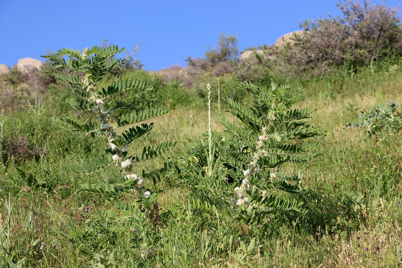 Изображение особи Astragalus sieversianus.