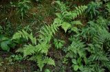 Dryopteris carthusiana