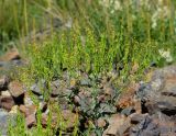 Isatis costata