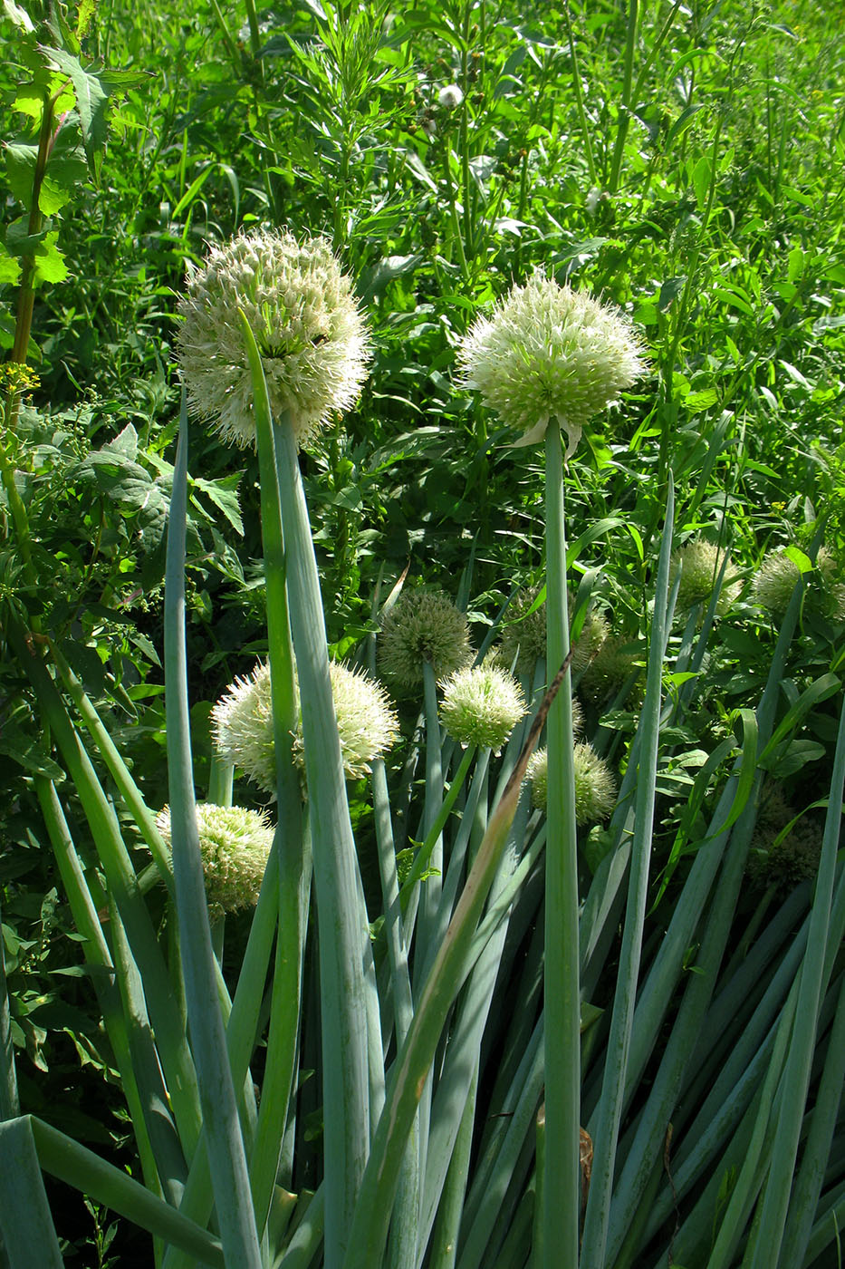 Image of Allium fistulosum specimen.