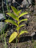 Polygonatum humile