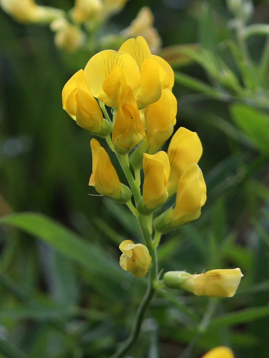 Image of Lathyrus pratensis specimen.