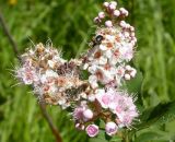 Spiraea salicifolia. Соцветие. Читинская обл., 70 км С-З Читы, окр. оз. Большой Ундугун. 9 августа 2006 г. Питаются жук-блестянка (Nitidulidae, вверху) и роющая оса (Sphecidae, внизу).