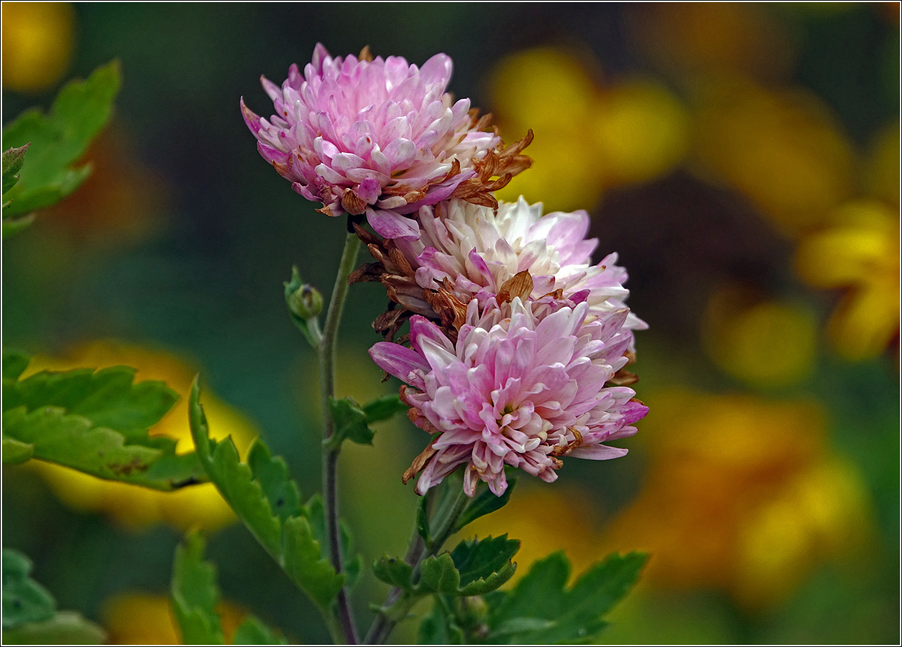 Изображение особи Chrysanthemum indicum.