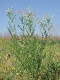 Astragalus sulcatus