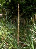 Carex pendula