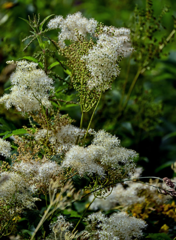Изображение особи Filipendula ulmaria.
