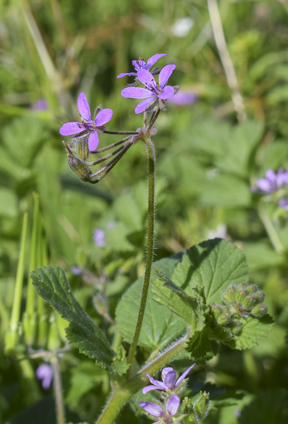 Изображение особи Erodium malacoides.